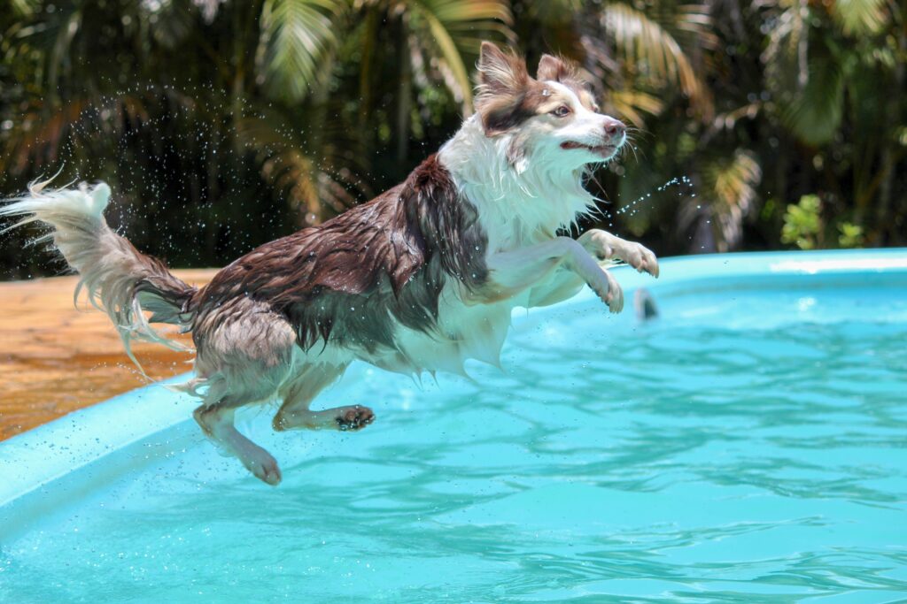 hund spring in swimmingpool
