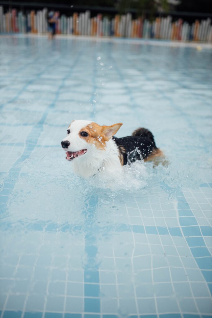 hund schwimmt in schwimmbecken
